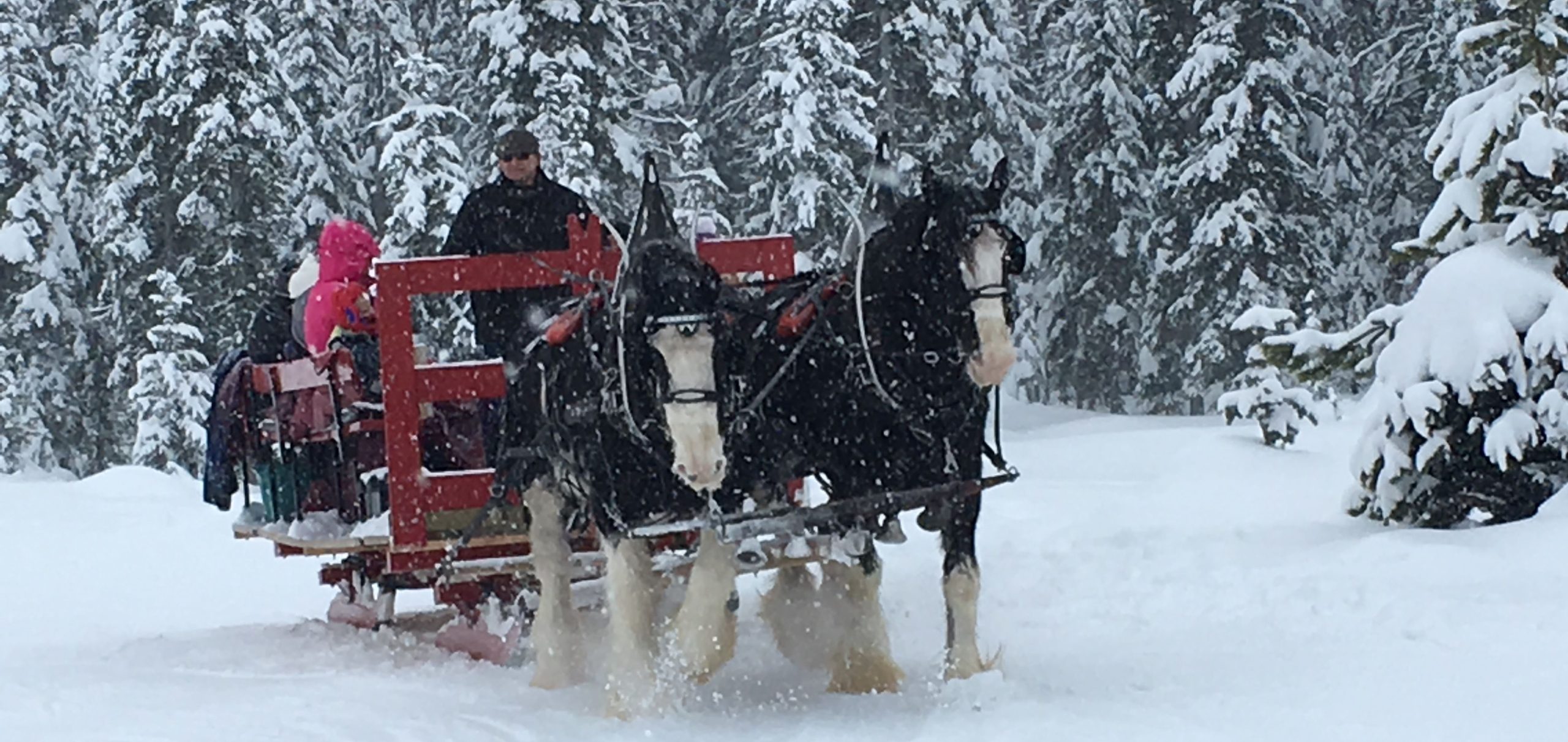 Big White Sleigh Ride, ©Sue Thorley